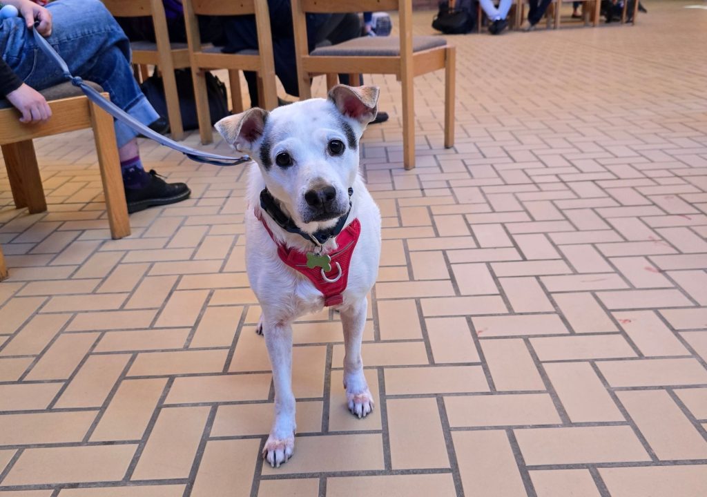 4 A small white dog with gray markings on its ears and around its eyes stands in the foreground, facing the camera. The dog wears a red harness and black collar, with a leash extending to the left. Behind it, people sit on wooden chairs in an indoor waiting area. The floor is covered with tan tiles arranged in a rectangular brick pattern.
