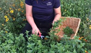 person gardening