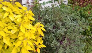 plants and welcome sign