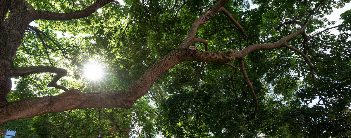 sunlight filtered through tree leaves